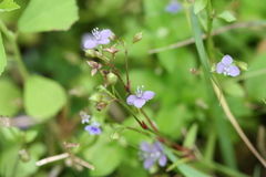 Murdannia nudiflora